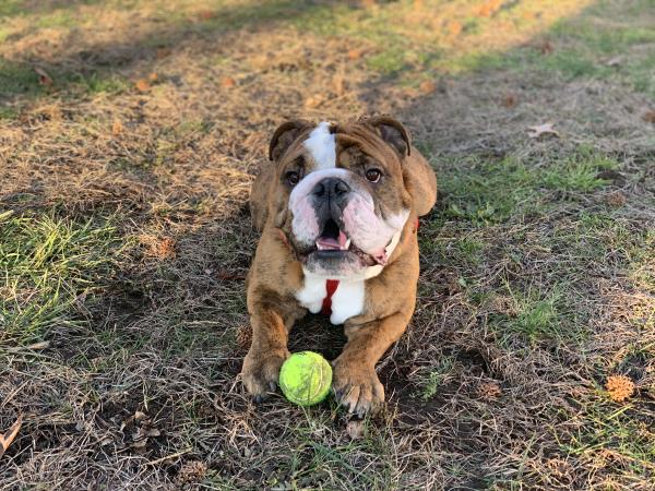 /Images/uploads/Long Island Bulldog Rescue/LIBR-2024-Calendar/entries/31367thumb.jpg